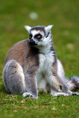 Obraz premium lémurien