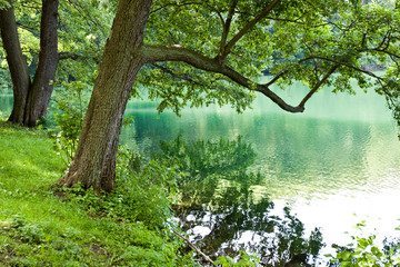 Obrazy na Szkle  Jezioro w lesie