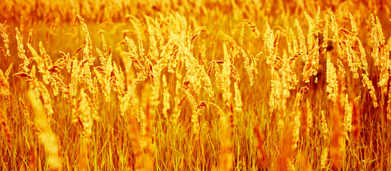 yellow Spikelets of a bloominggrass