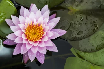 Crédence de cuisine en verre imprimé fleur de lotus Lotus rose