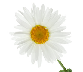 Chamomile flower