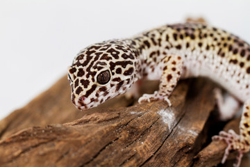 Leopard gecko