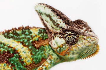 Chamaeleo calyptratus
