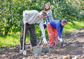 A group of people digging up potatoes