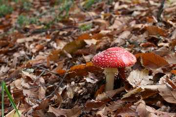 amanita