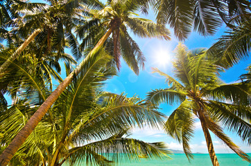 Obraz premium Urlaubs-Idylle: Strand, Sonne und Palmen