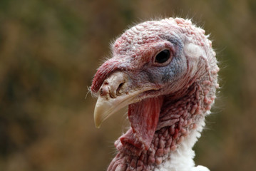 Mirada de pavo