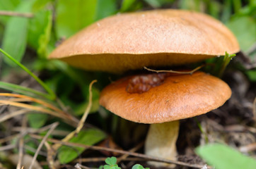Close up of button mushrooms