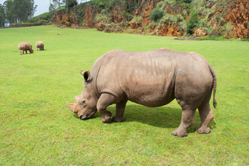 Fototapeta premium rhinoceros eating grass peacefully