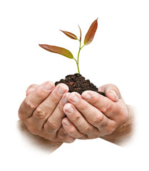 sapling in hands