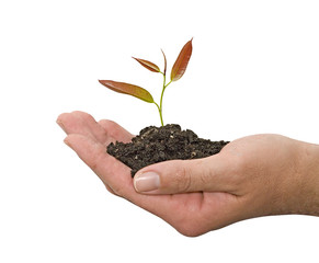 Sapling in hand