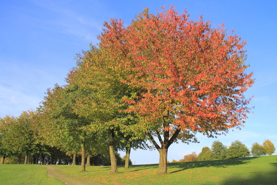 Herbstb&auml;ume