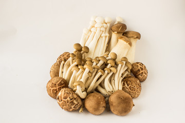 fungi bouquet
