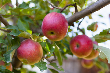 Ripe red apples in an orchard