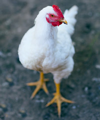 Chicken in the countryside