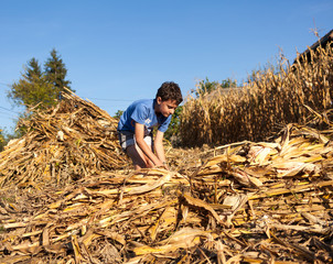 Child making stalks of stem after corn harvest