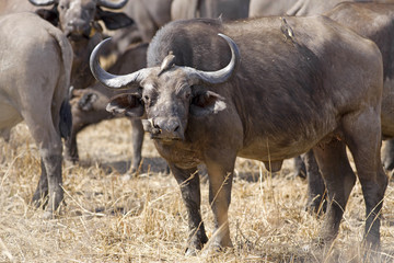 Wild African Buffalo