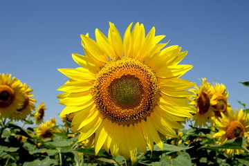 Sunflower