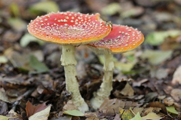Fliegenpilze nach dem Regen