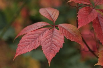 red autumn leaf