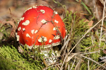 Fliegenpilz im Kellerwald