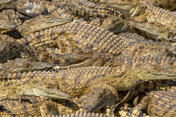 Crocodiles