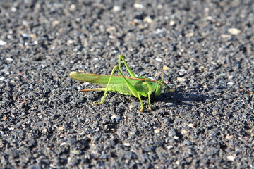 Locust