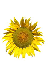 Naklejka premium Sunflower