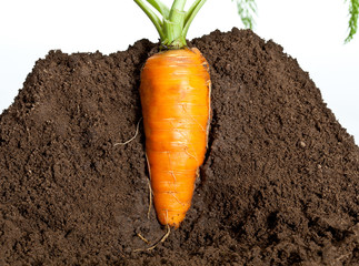 Big carrot growing in soil - studio shot