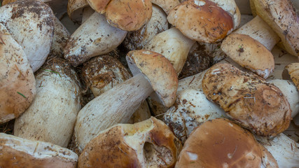 Funghi Porcini (Boletus Edulis)