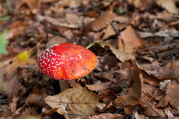 amanita