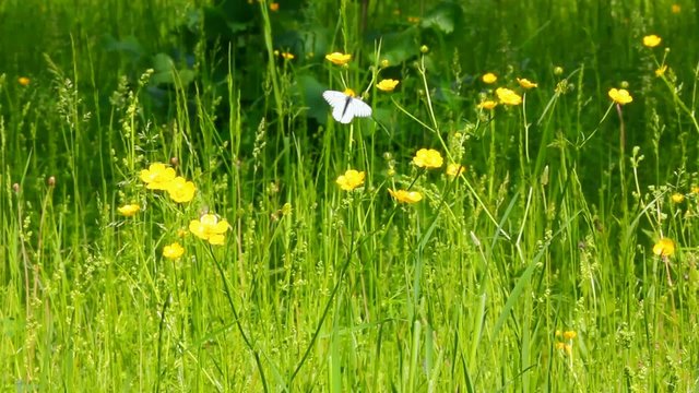 white butterfly on yellow flowers  - aporia crataegi
