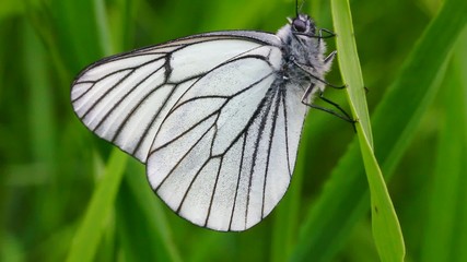 white butterfly on green leaf macro - aporia crataegi