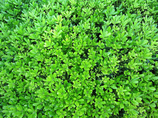 Young green spring leaves. Homogeneous background.