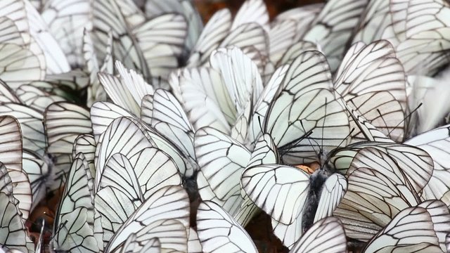 many white butterflies on sand - aporia crataegi