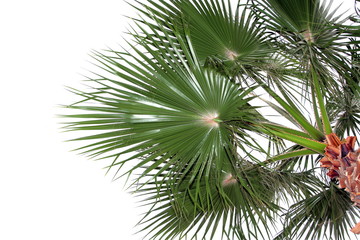 Palm