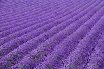 Lavender fields  near Valensole in Provence, France