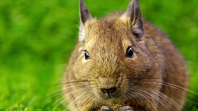 食事中のデグー