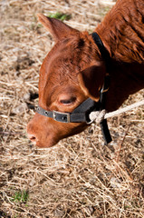 Calf eating hay