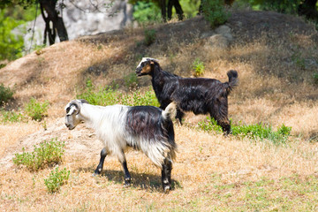 goats in the wildness Turkish valley
