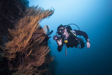 diver on a healthy reef