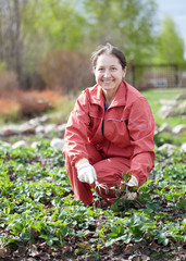 woman takes care of the beds of strawberries