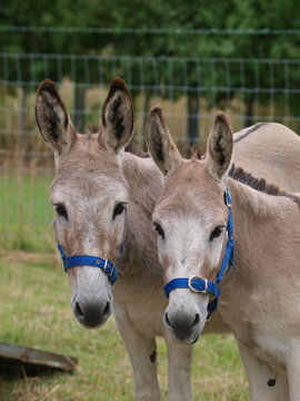 Two Donkeys