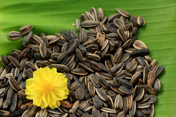 Sunflower seed on banana leaf