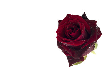 Single red rose bud with water drops