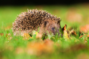 Igel auf herbstlicher Wiese