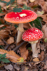 amanita