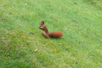 Squirrel eating nuts