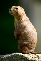 chien de prairie