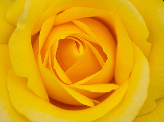 yellow rose close up